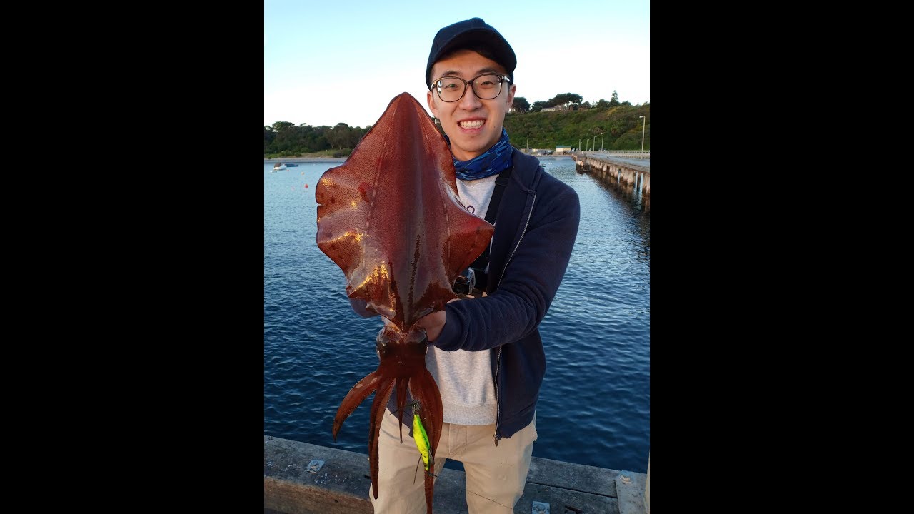 Flinders Pier BIG Squid