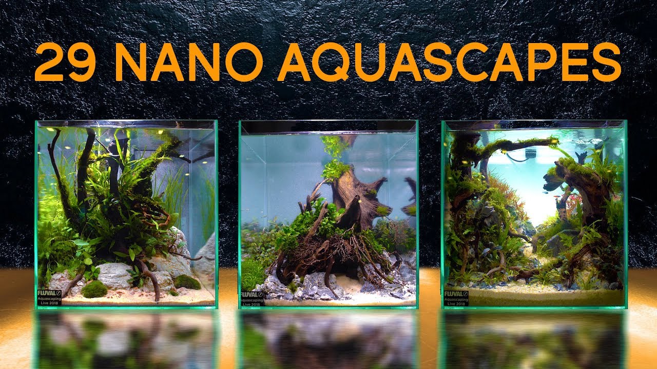 Twenty-Nine Of the Best Nano Aquascapes In America