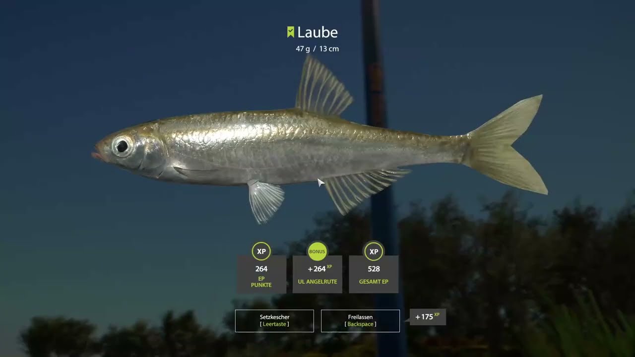 Russian Fishing 4. Laube stippen an der Achtuba (Trophy)