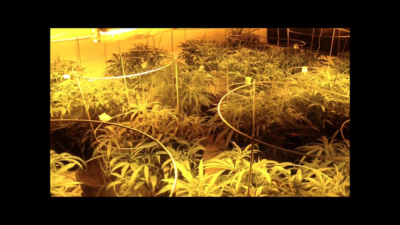8000 Watt Blue Dream Grow Day 1 Flower