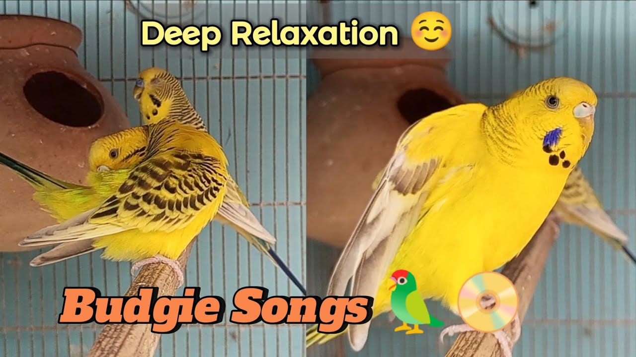 20 Minutes of Budgie Sounds | parakeets singing and playing sounds | budgies singing and chirping