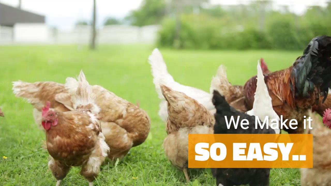 Beautiful Backyard Chicken Coops - the Chicken Coop Company