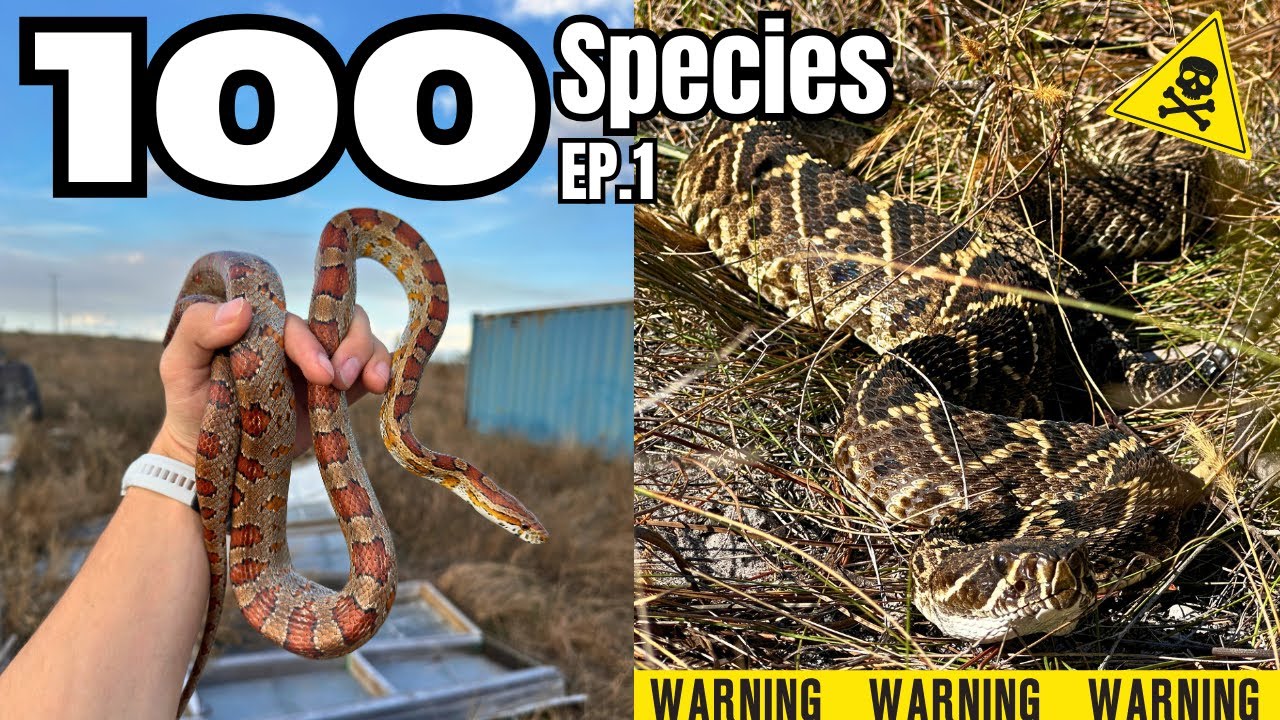 Can I find 100 Species of Snake in one year? Close call with an Eastern Diamondback!