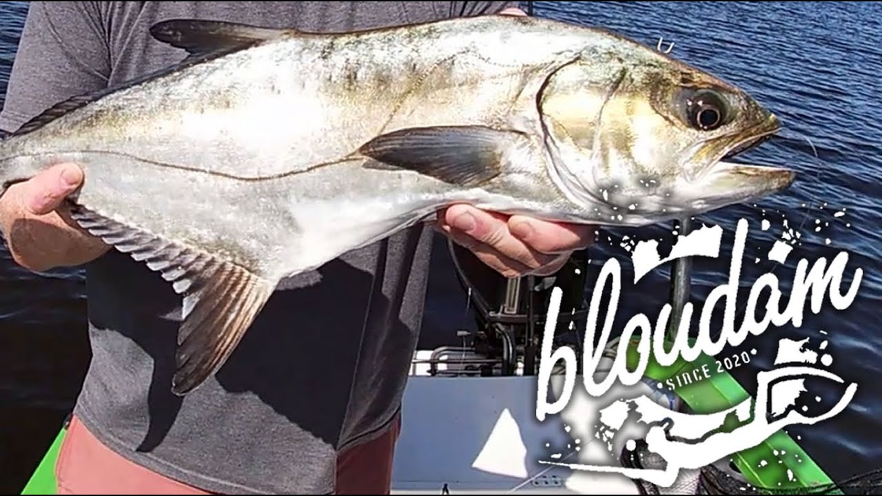 LIVE MULLET BAIT DEMONSTRATION for KOB  and GARRIC