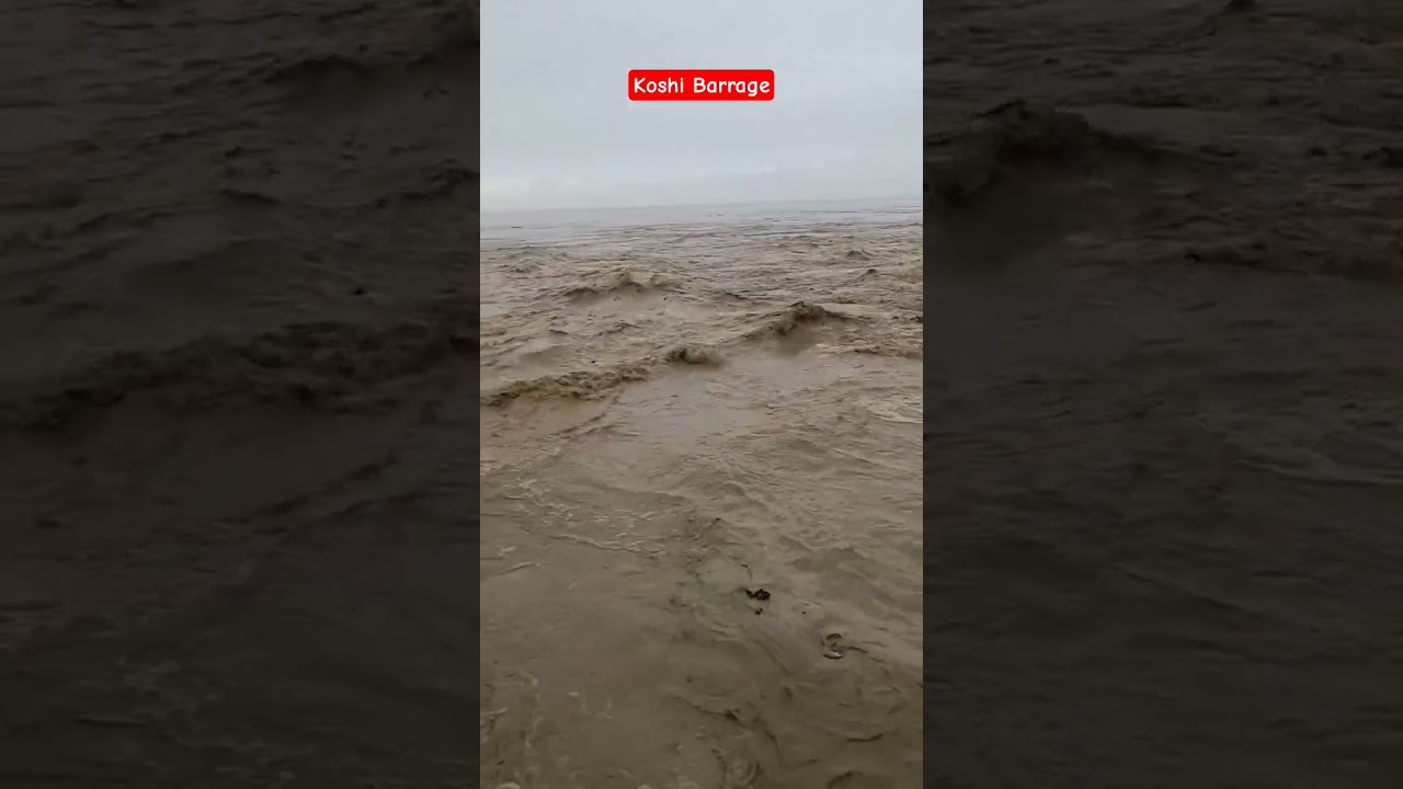 Koshi Barrage Pani Video | Koshi barrage news |#shorts |#trending