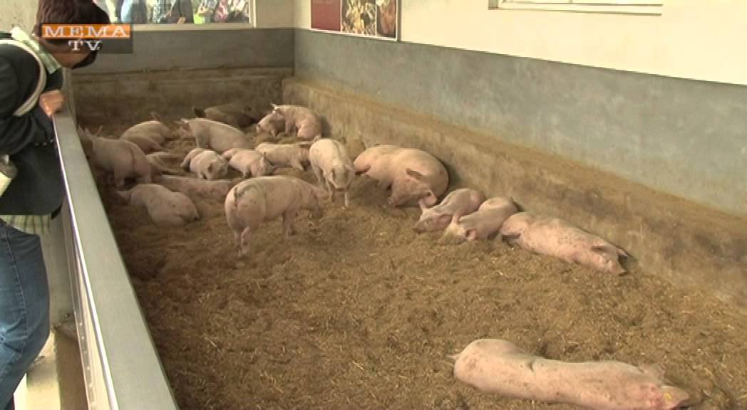 MEMA TV - KW 37 - Vulkanoschinkenwelt Auersbach
