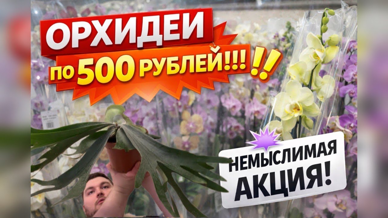 Орхидеи по 500 рублей на Рижской! Я был в шоке от цен || Моя прогулка удалась || обзор растений 