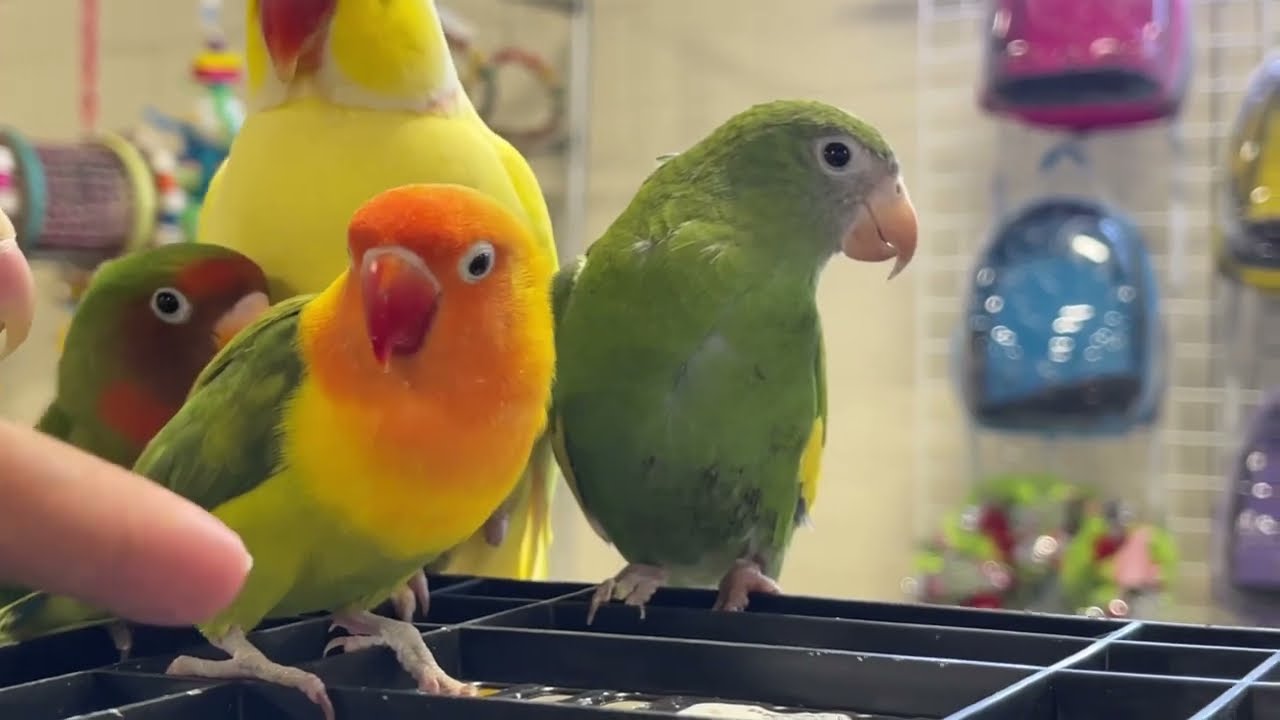 Atlanta Bird expo 2022