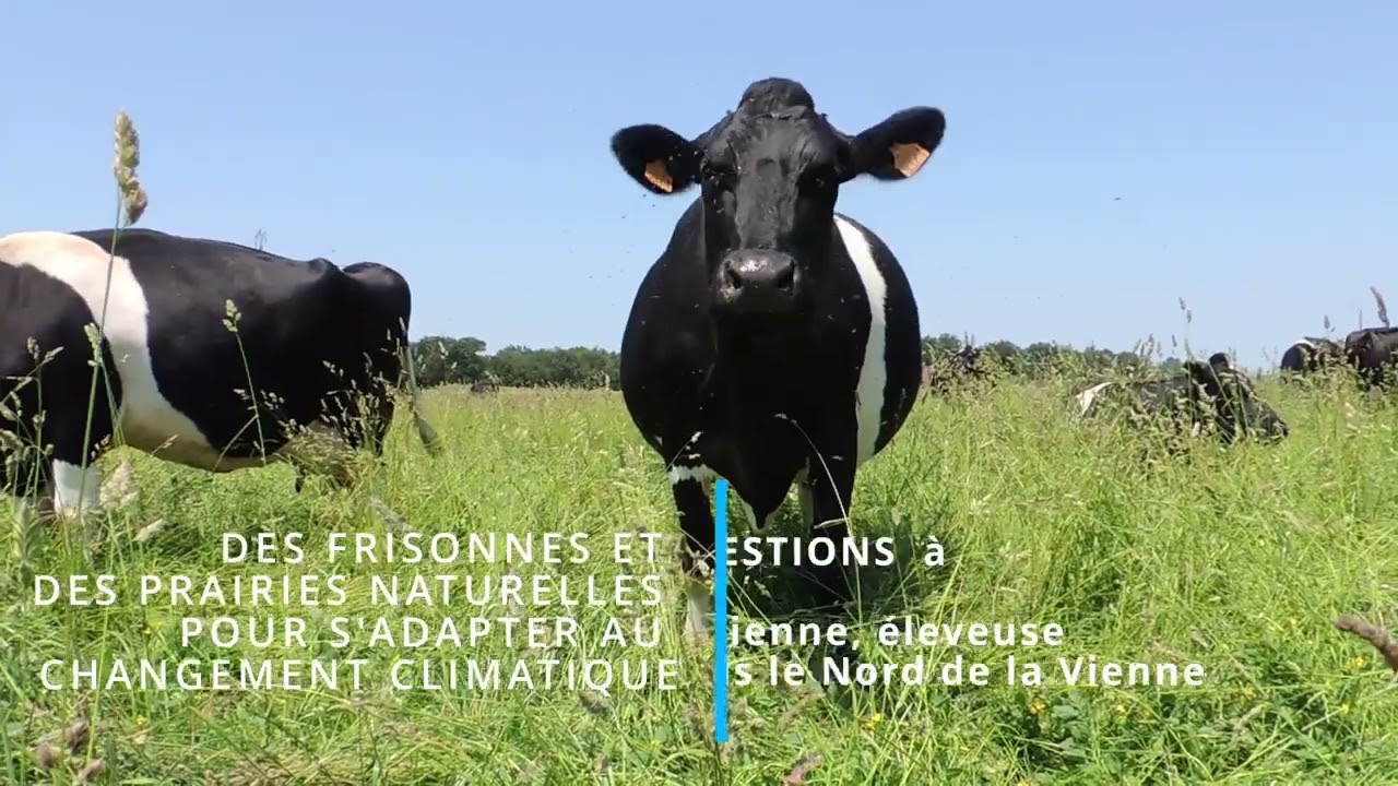 Pourquoi/Comment : une race rustique et des prairies naturelles face au changement climatique