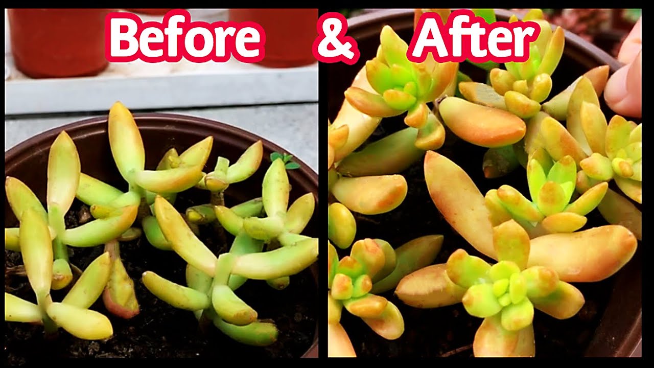 #254 HOW TO BEHEAD & PROPAGATE SUCCULENTS | CÁCH HUỸ ĐỈNH & Nhân giống SEN ĐÁ bằng THÂN