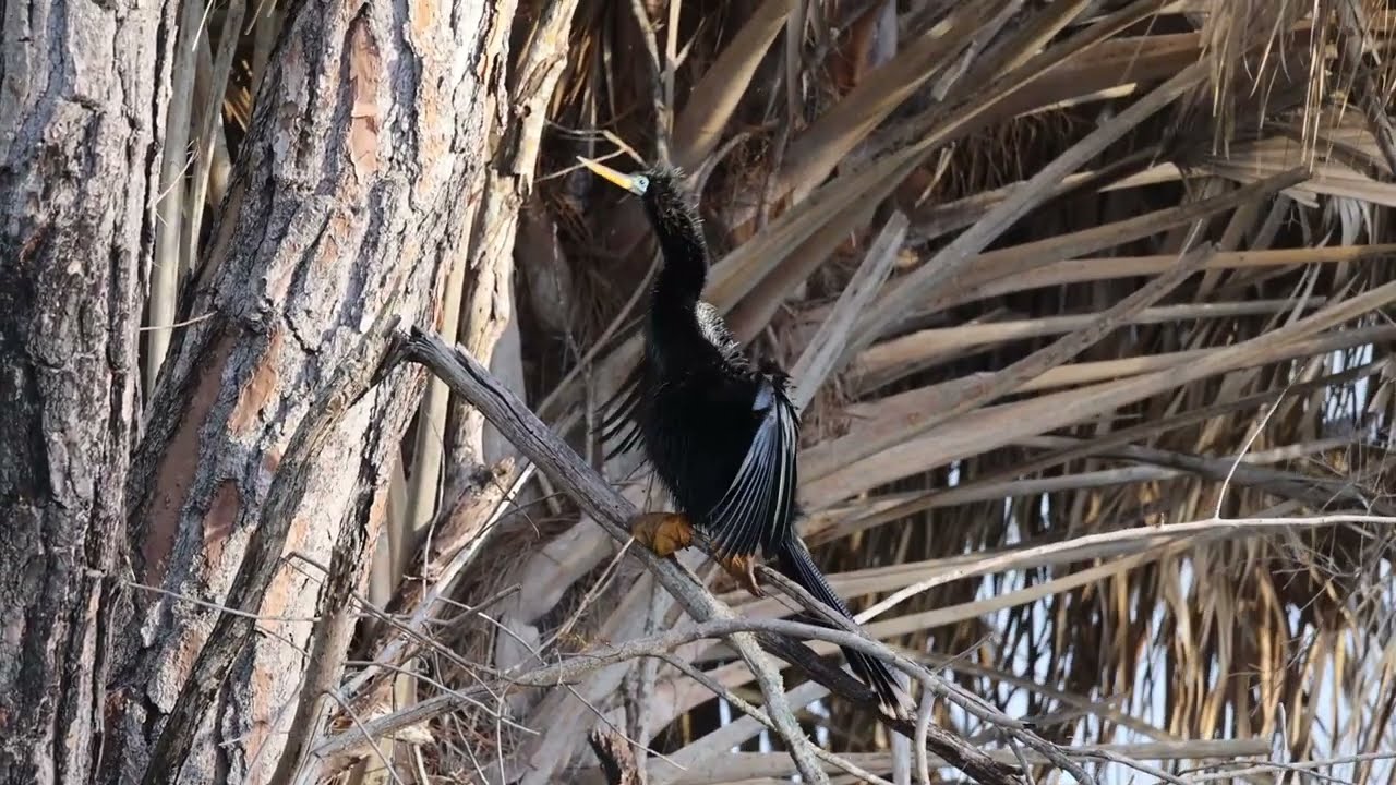 Anhinga During&After Rain