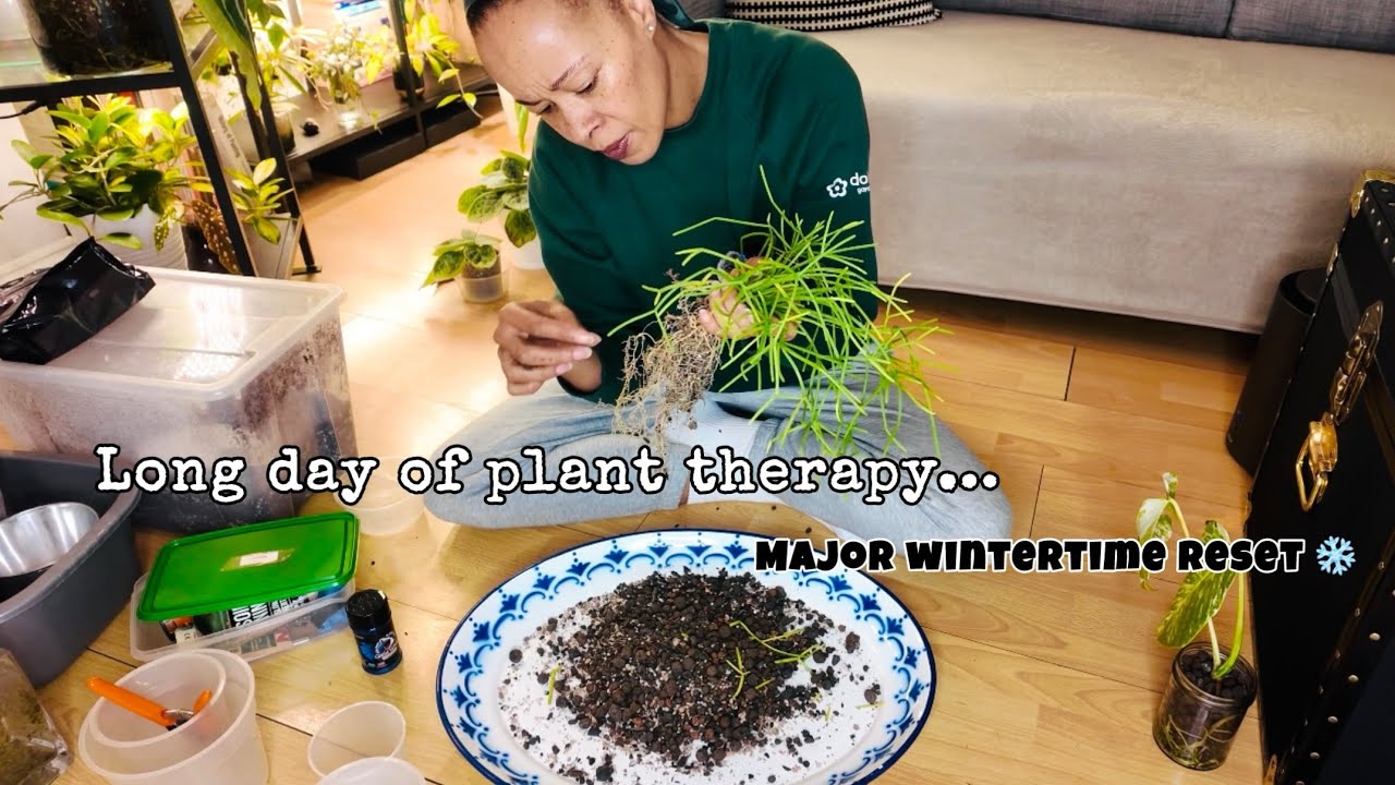 Houseplant Reset for Stronger, Healthier Growth 🌿