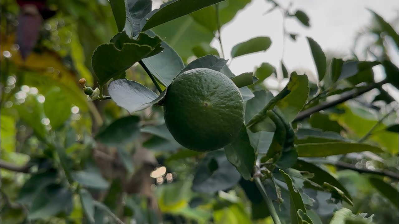 A Lime Tree , Fruits on every single branch