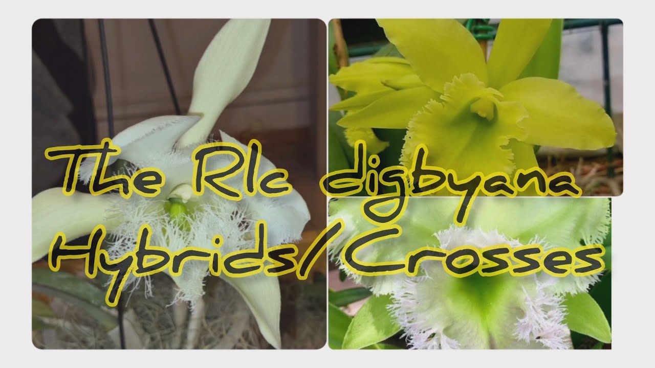 Cattleya orchids maintenance the Rhyncholaelia digbyana hybrids