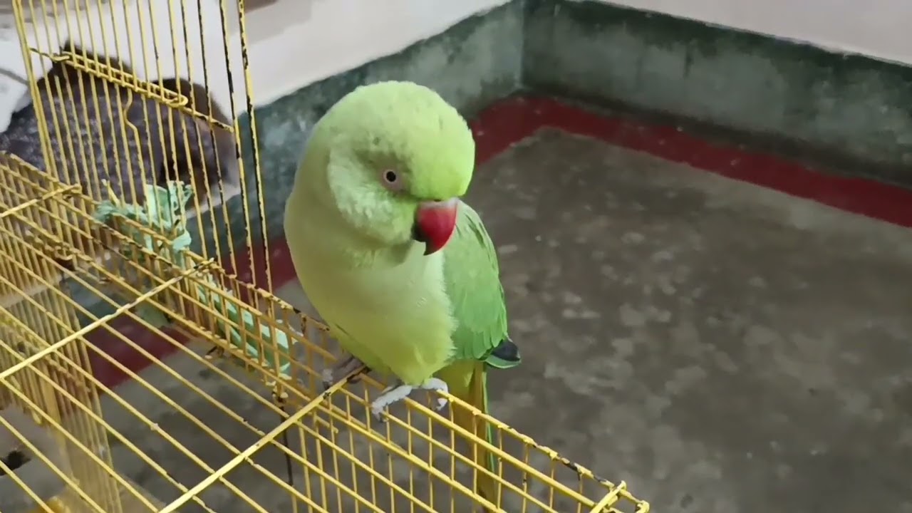 Talking parrot 🦜baate karne wala funny parrot@mithurajavlogs23