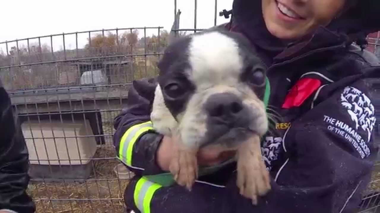 100+ Animals Rescued from Puppy Mill and Cruelty Situation