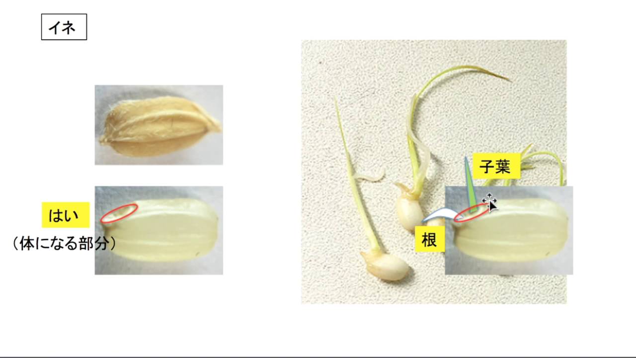 種子のつくり　発芽と成長の条件
