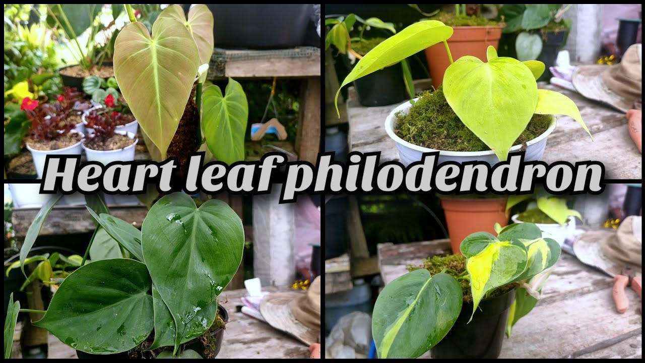 philodendron Brazil, Philodendron scandens, Philodendron aureum, philodendron Mican