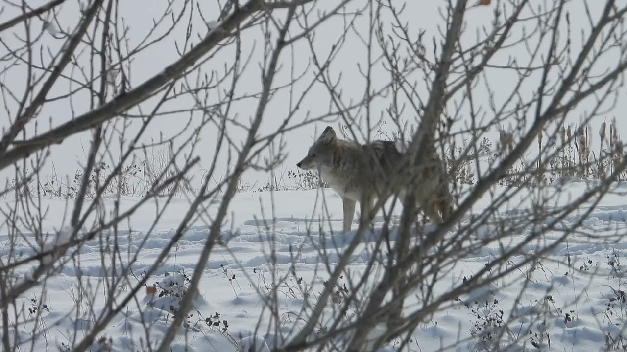 2 coyotes in our community, one walking abnormalities (2024 Mar 3 & 5)