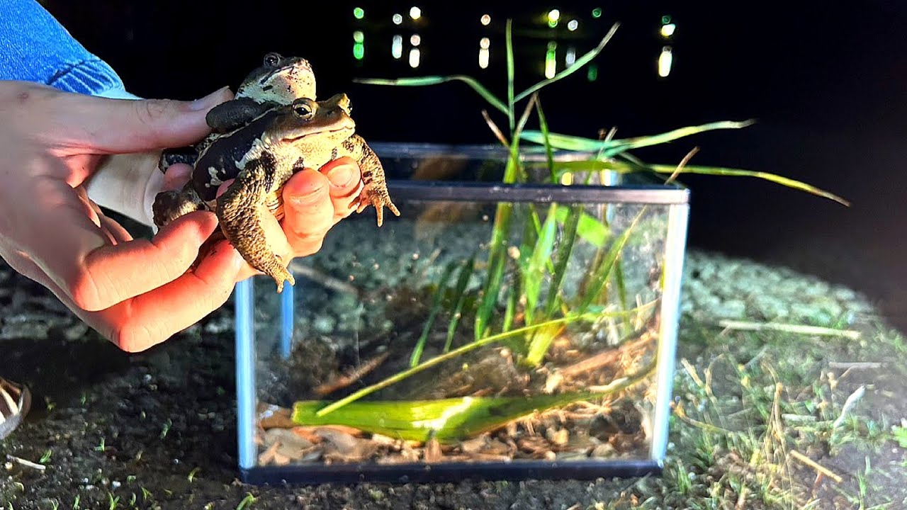 【10分飼育】夜の公園でヒキガエルのビバリウムを立ち上げる