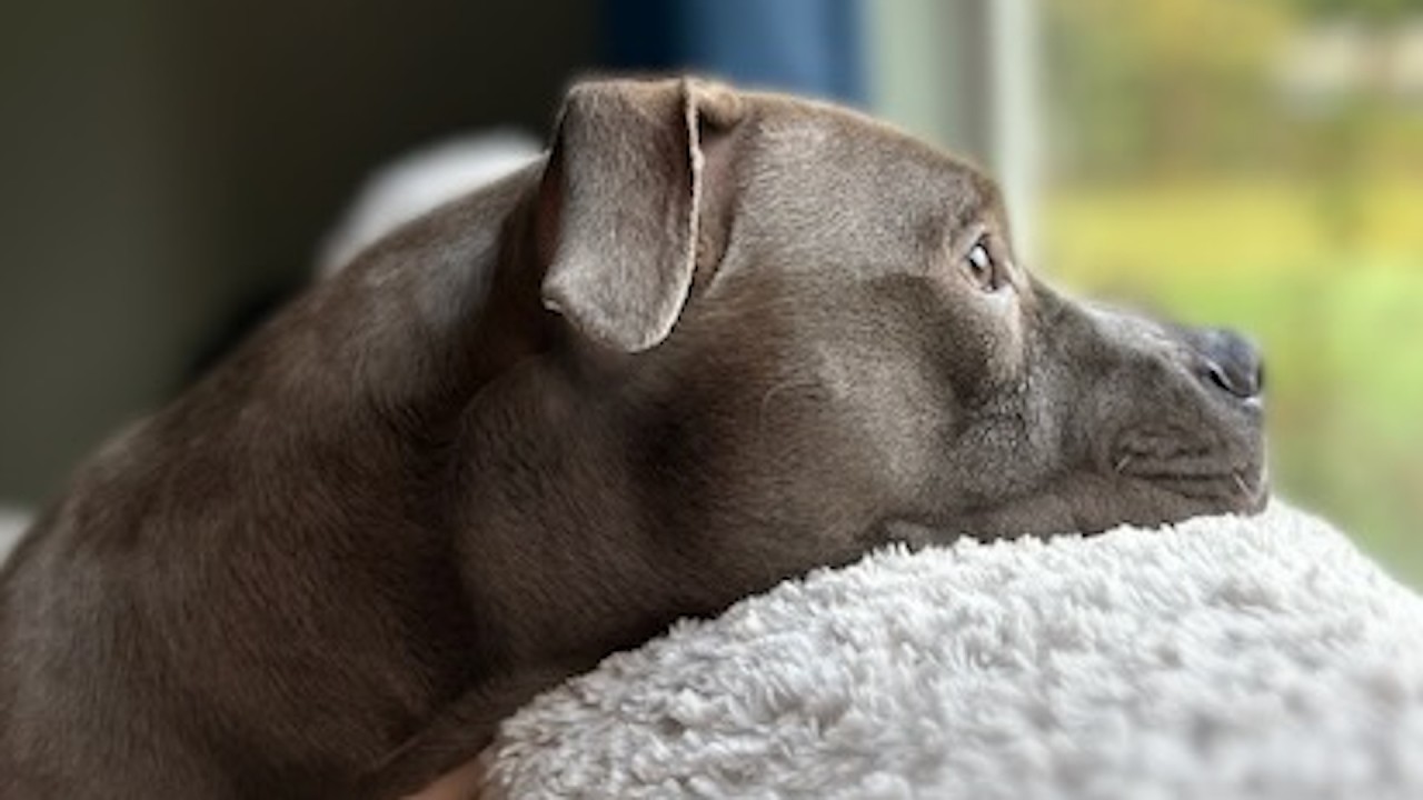 Dumped mama dog finds loving home. But she's still waiting for her puppies.
