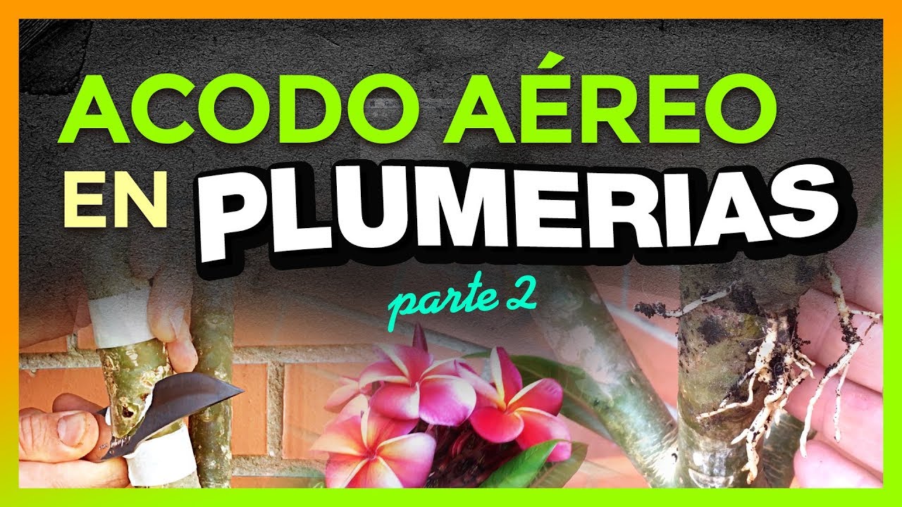 ¿Cómo hacer ACODO AEREO en PLUMERIAS - Parte 2 🌿 | Reproducir PLUMERIAS #plumerimax