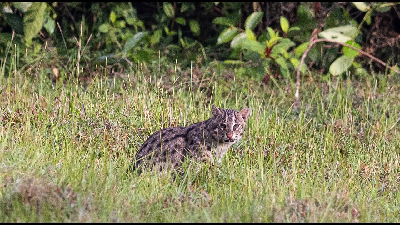 Fishing cat in the suburbs of Colombo, Sri Lanka