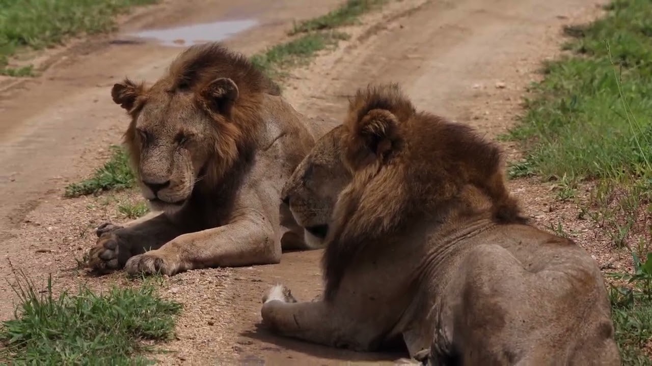 The Lions of Mikumi - including a Lion attacking Zebra at Mikumi National Park in Tanzania