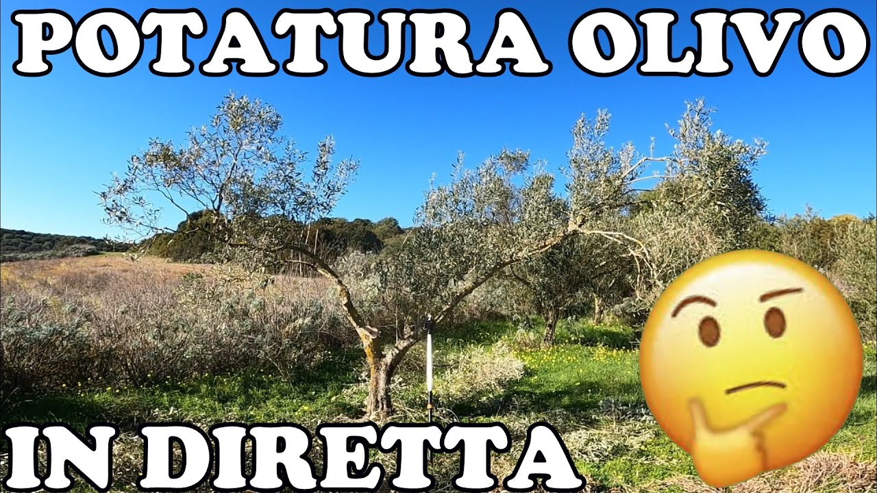 Come potare l'olivo: Potatura in Diretta