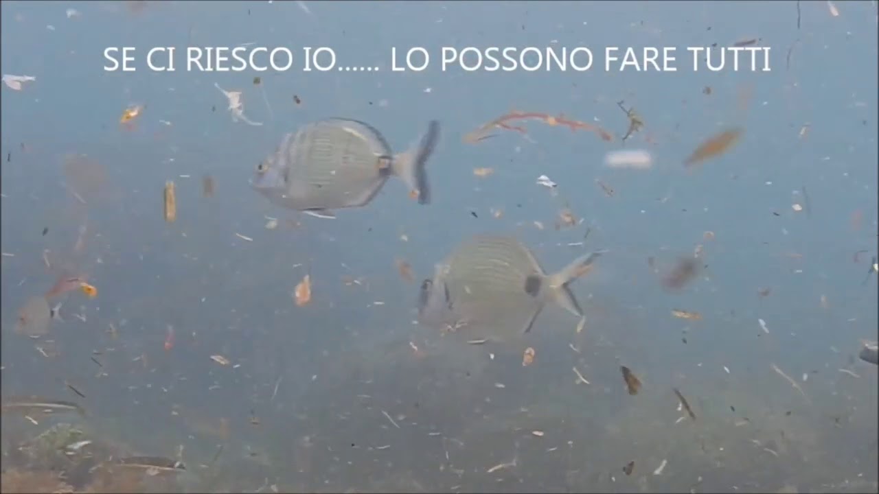pesca sub l aspetto per i principianti e non prima parte tecnica forchetta