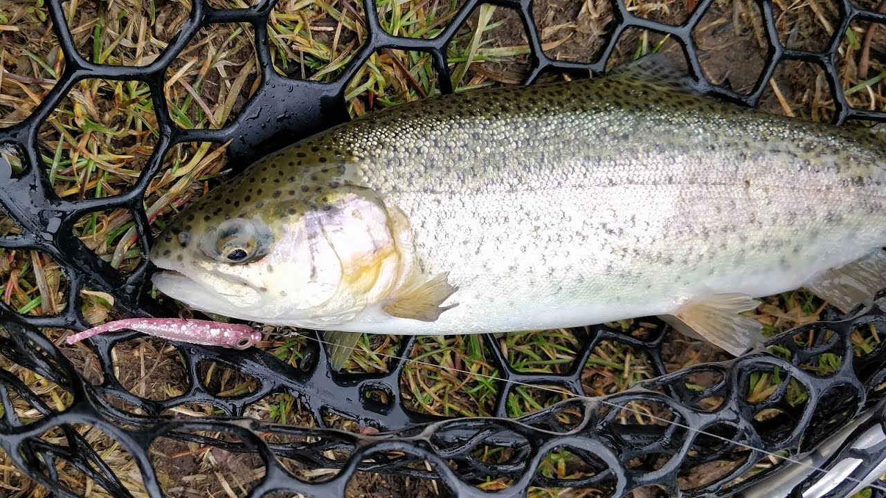 How to fish & make Fish Arrow Flash J 1