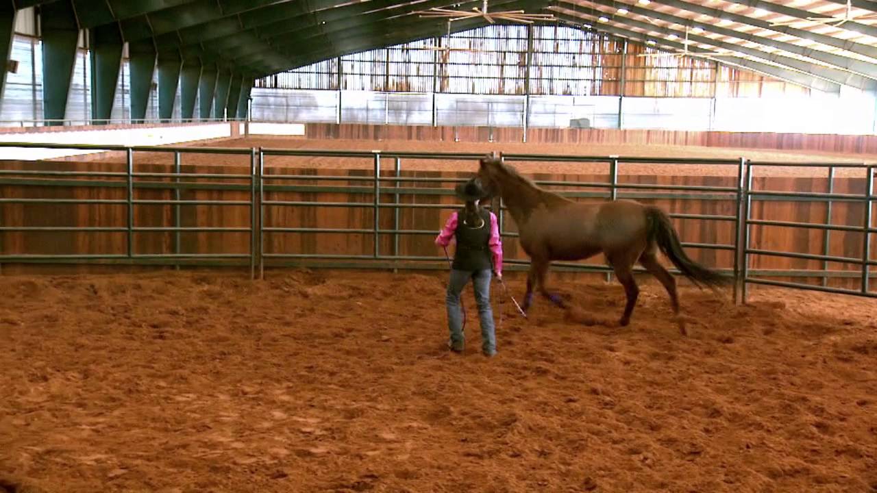 Does your horse have bucking problems?