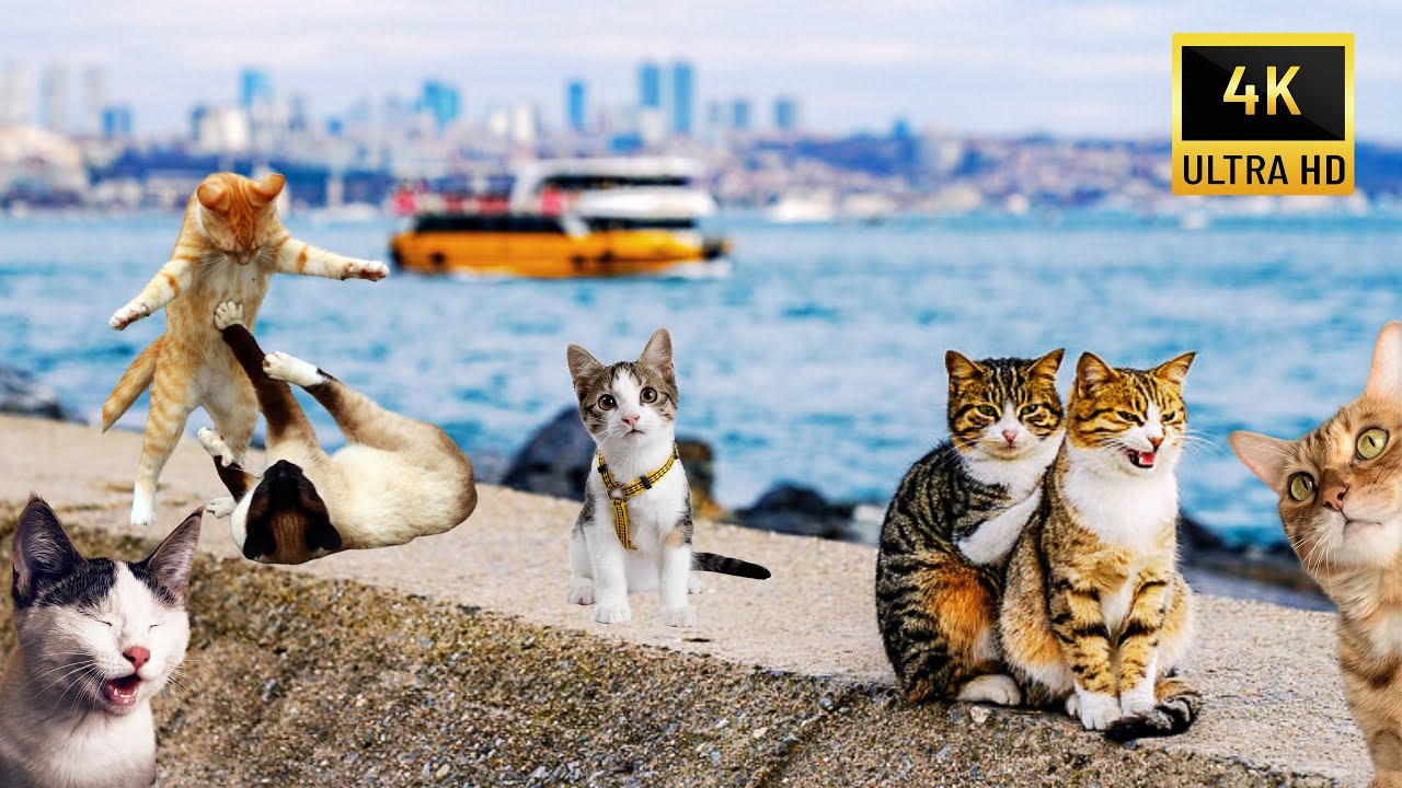 🇹🇷Cats of Istanbul Make You Love This City! | Turkey Istanbul 2025 Capital of Cats 4K Walking Tour