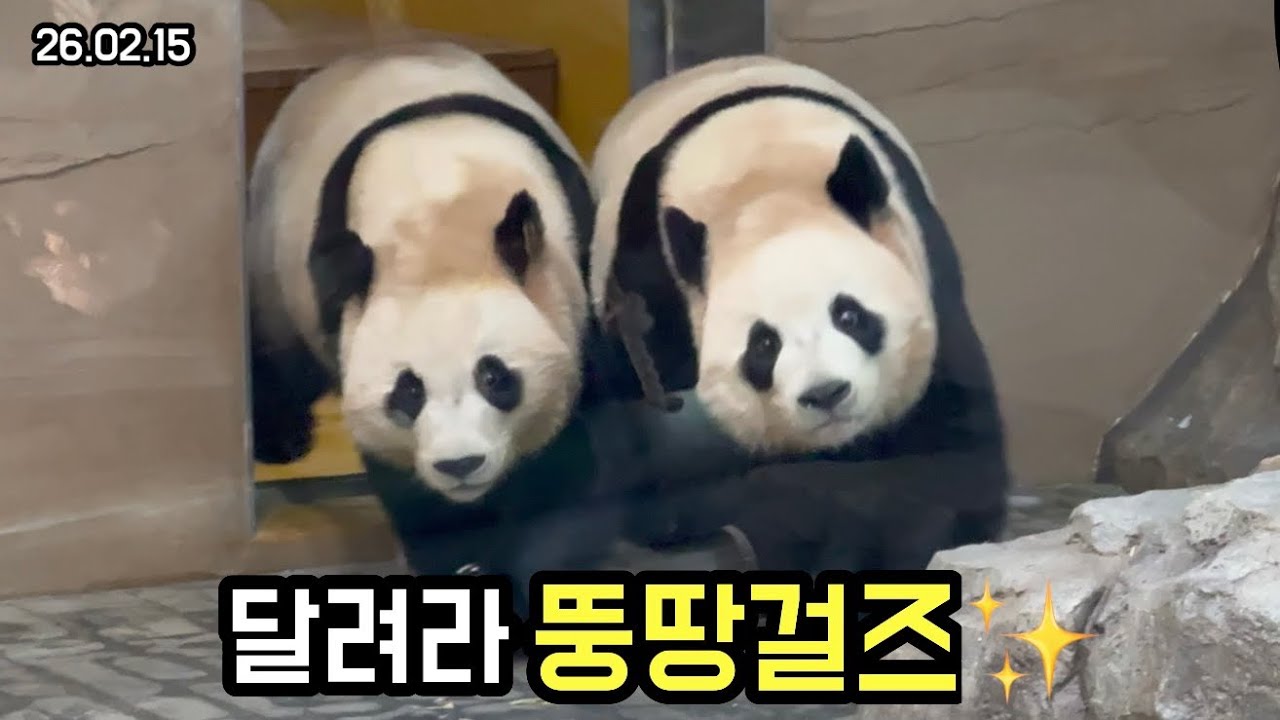 26.02.15 귀 펄럭이는 뚱땅걸즈✨왜 이렇게 귀엽냐 진짜…😍