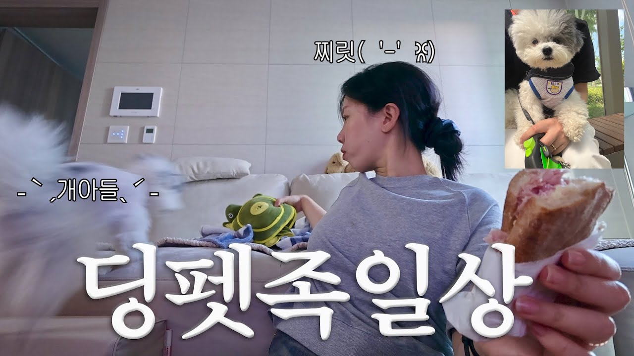 강아지 키우고✶..다채로워진..✶걱정 플리. 딩펫족 일상브이로그.