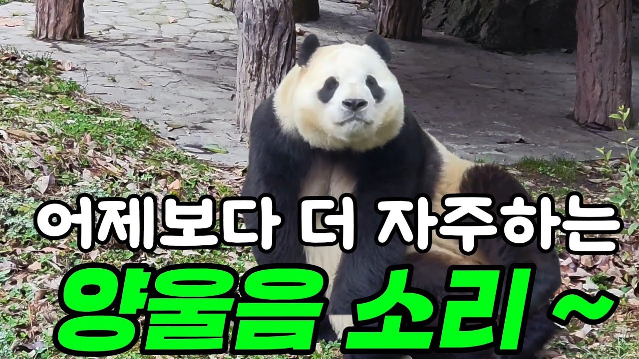 26.3.6 오전1푸모닝~양울음소리를  많이내네요~ 푸바오실시간  #푸바오 #푸바오실시간 #푸바오근황