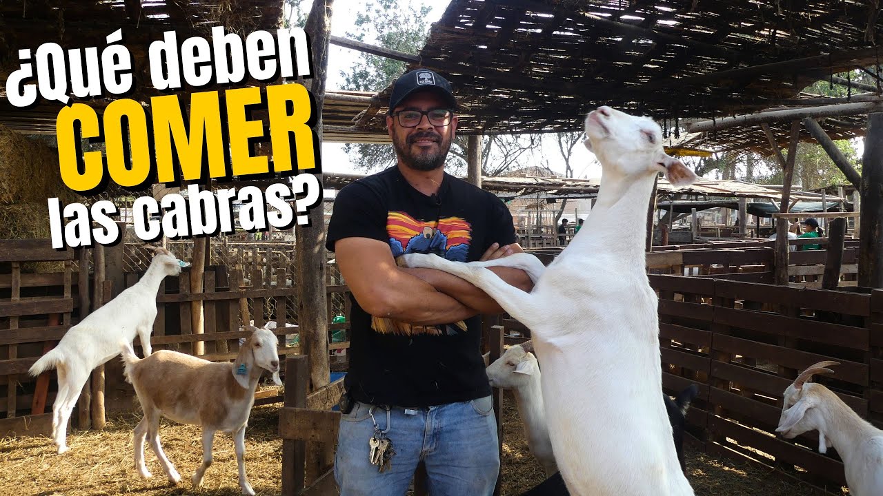 Aprende a mejorar la ALIMENTACIÓN de tus CABRAS LECHERAS