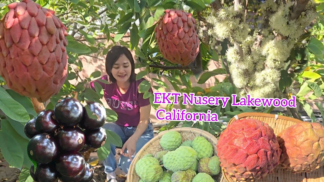 Mãng cầu do thái đỏ vào mùa ở Nam California, nho thân gỗ trổ bông kín cây, EKT Nusery