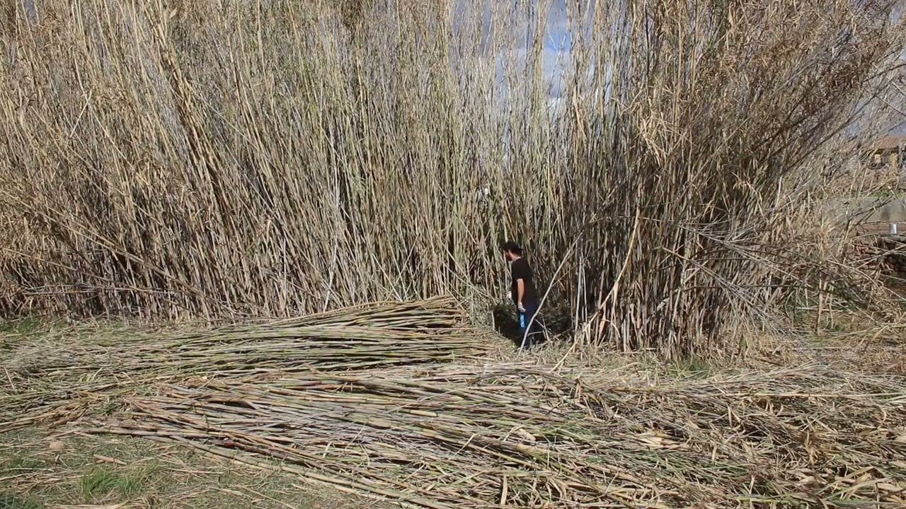 La materia prima más versátil, la caña