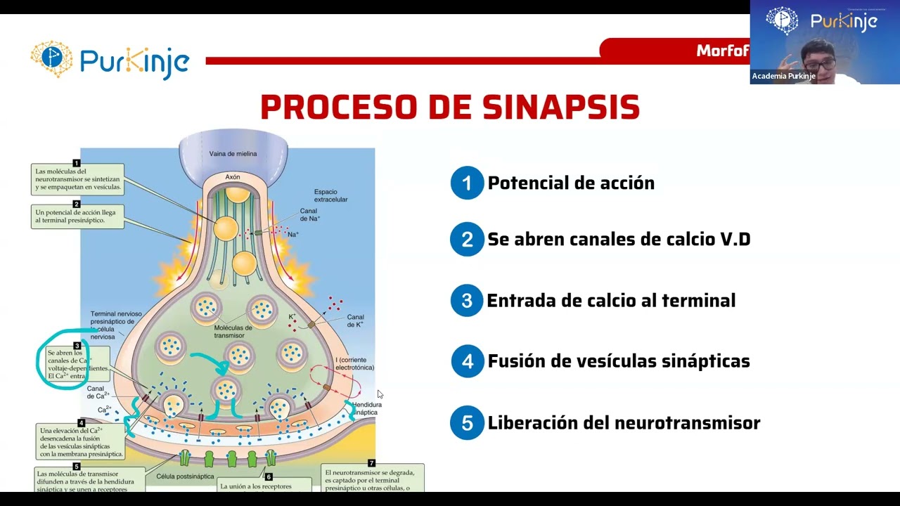 CLASE INTRODUCTORIA DE MORFOFISIOLOGÍA 1