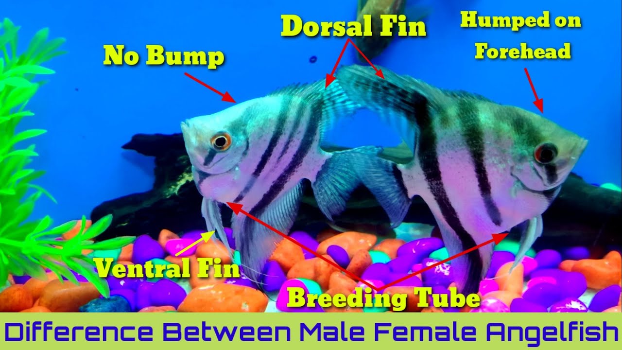 Angelfish Male Or Female Identification | Male And Female Angelfish