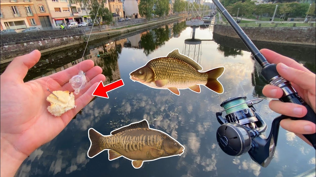 Pêche de la CARPE au PAIN en rivière : 5 espèces différentes !
