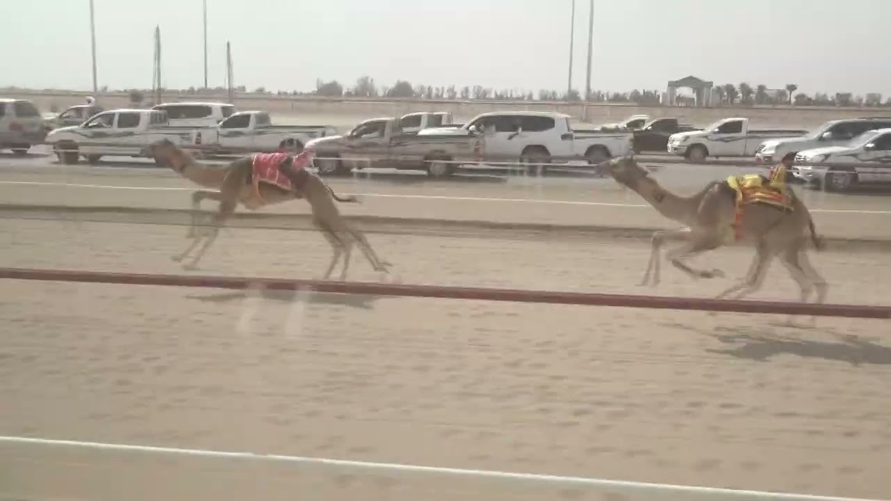 ش1الشاهينيه لــ زايد بن سالم سعيد الجنيبي1:43