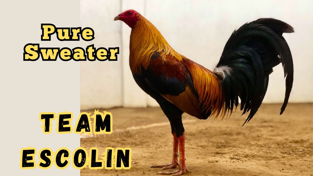 Team Escolin | IGF 2023 | Poultry Expo