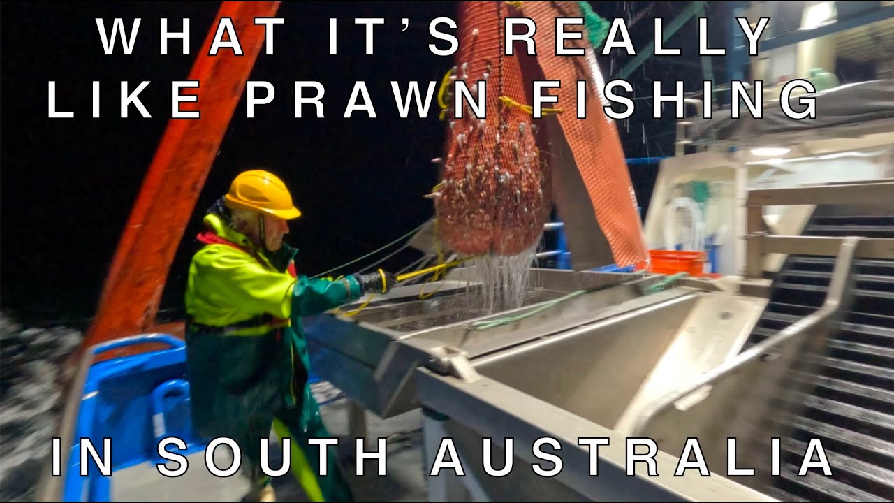 Commercial Prawn Fishing South Australia