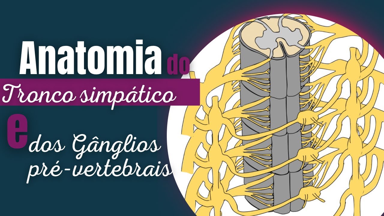 Anatomia das vias aut&ocirc;nomas simp&aacute;ticas : Tronco simp&aacute;tico e G&acirc;nglios pr&eacute;-vertebrais