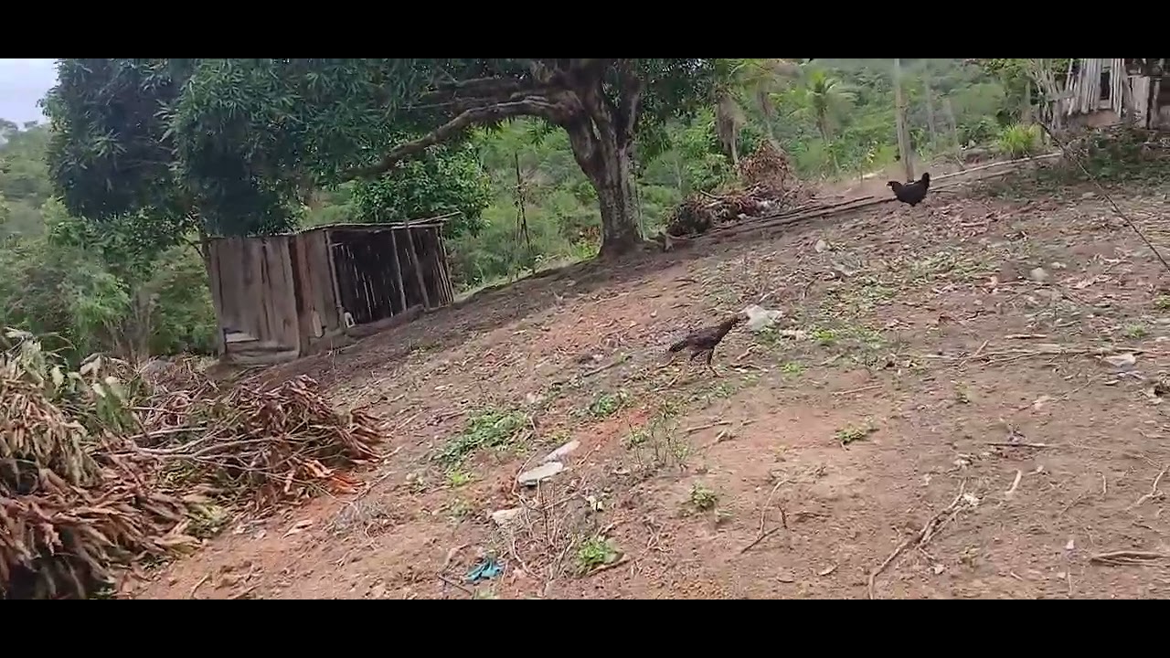 Mais uma benção pra nosso sítio 