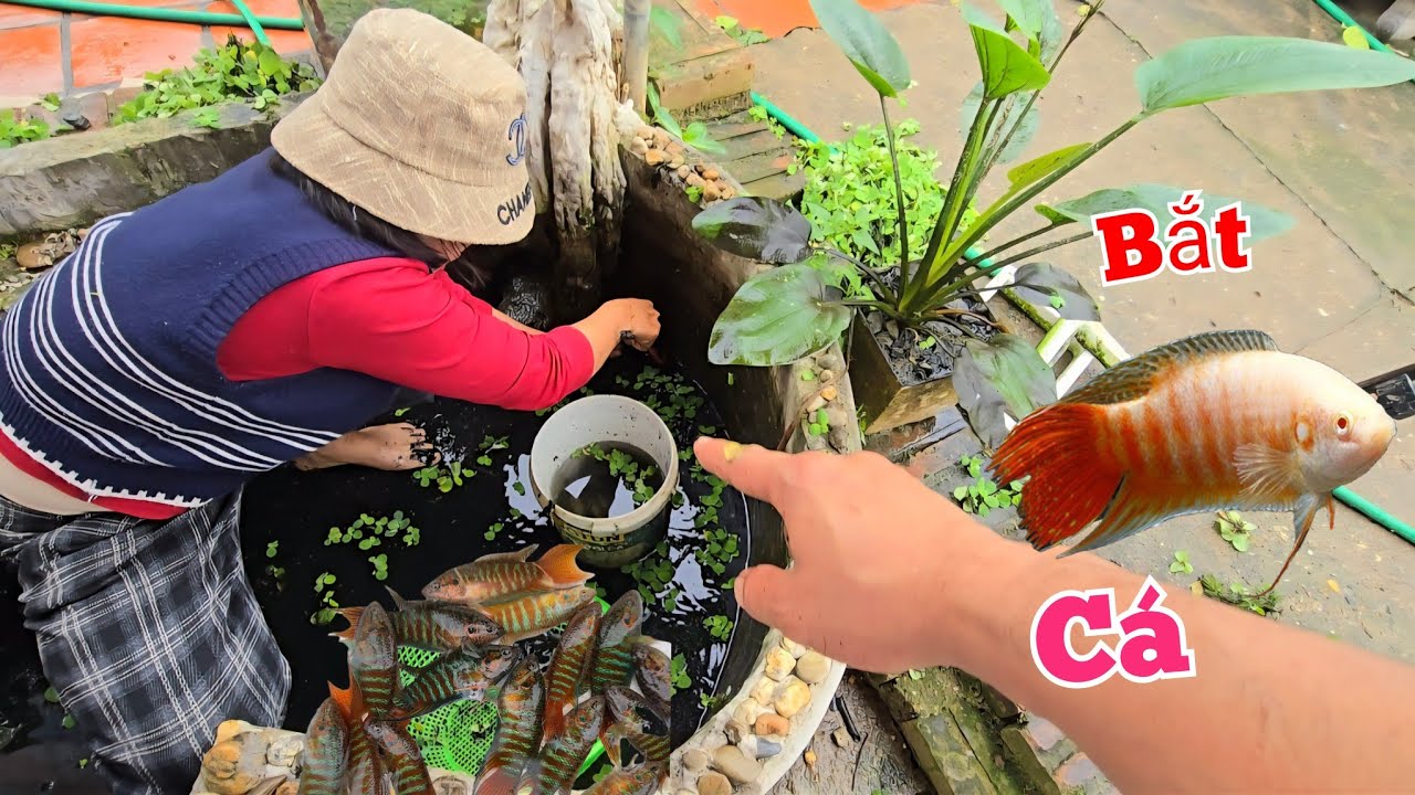 Dọn Bể Ai Ngờ Còn Nhiều Cá Cờ Thế Này...