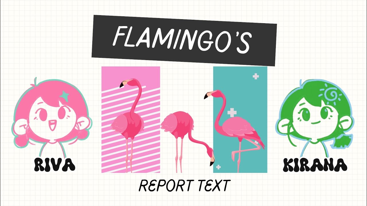 REPORT TEXT || FLAMINGO'S