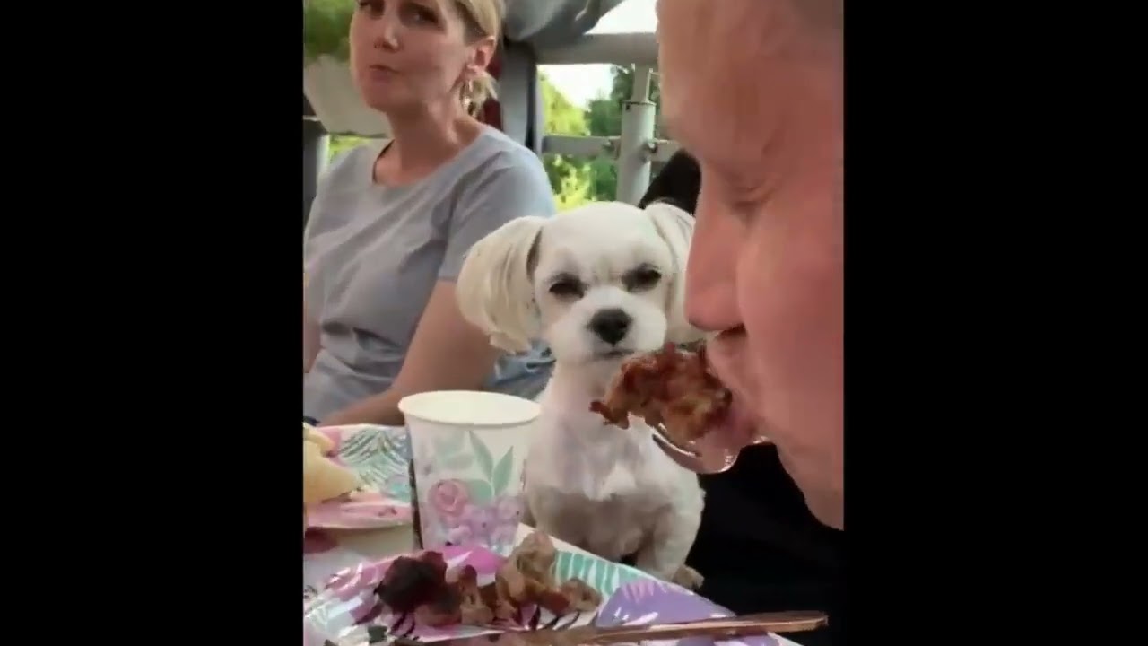 Cele mai amuzante faze cu animalutele noastre preferate #2